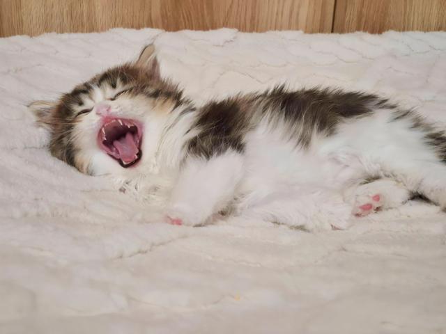 サイベリアンの写真4