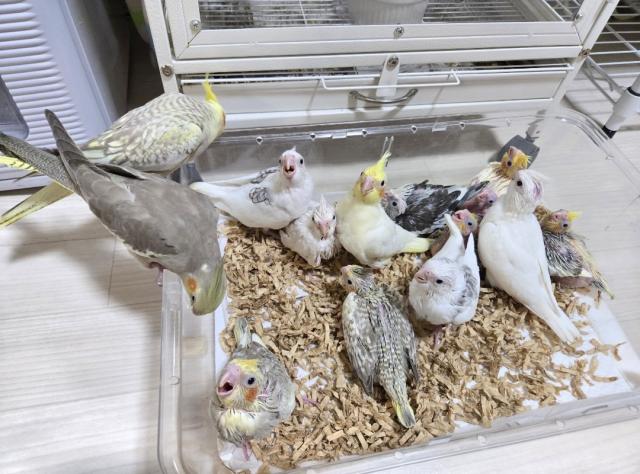 オカメインコの写真2