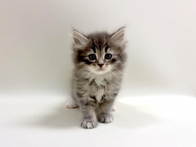 サイベリアン💕猫アレルギー有る方にお勧め猫種💕の写真3