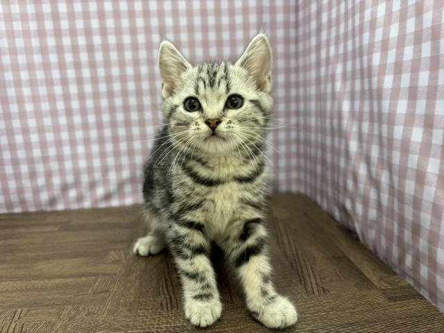 アメリカンショートヘアー