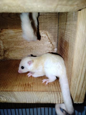 フクロモモンガ リューシhetクリミノの写真2