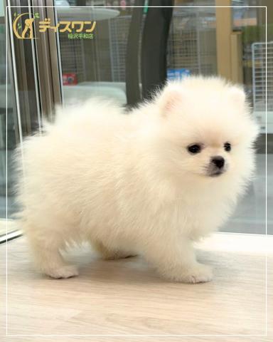 ポメラニアンの写真6