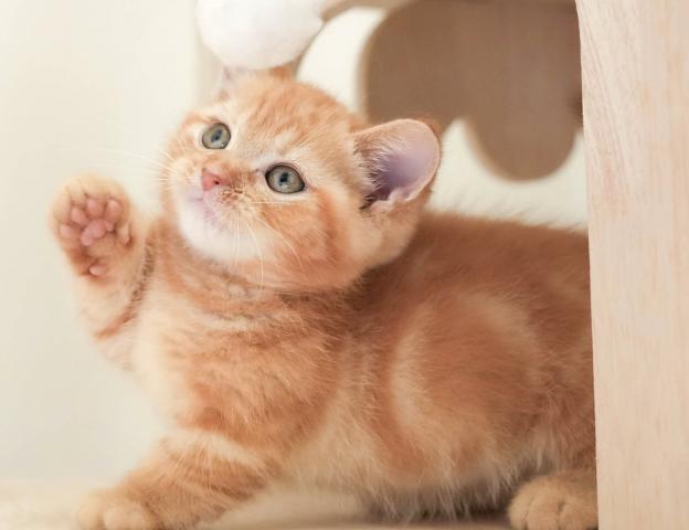 マンチカンの写真5