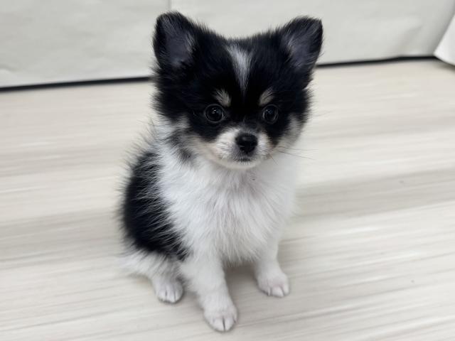MIX