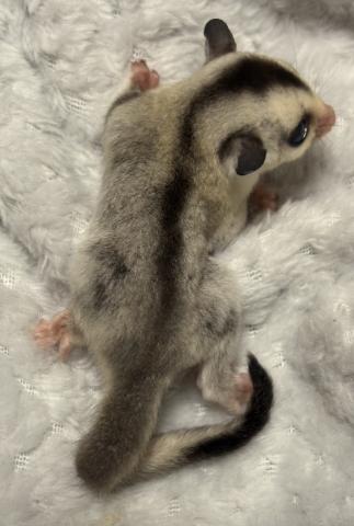 フクロモモンガ ホワイトフェイス50%possリューシの写真5