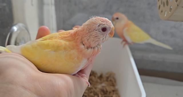 アキクサインコ