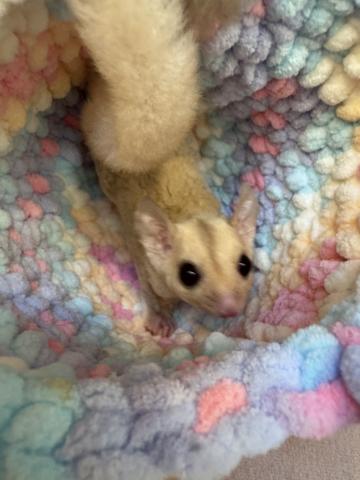 フクロモモンガ クリミノの写真2