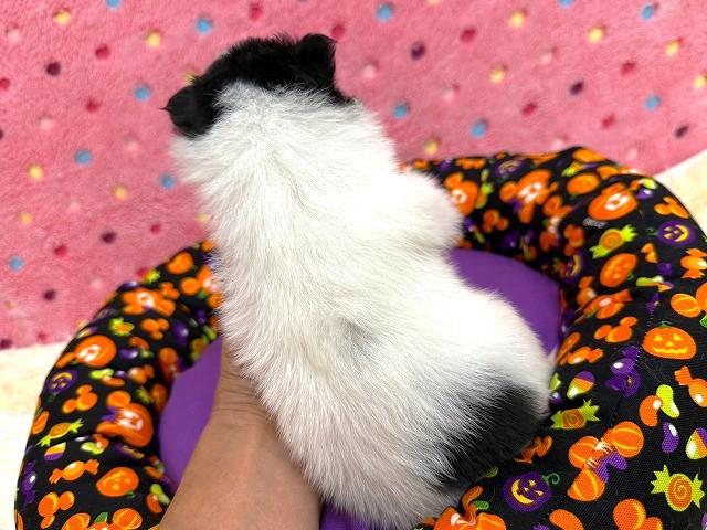 ポメラニアンの写真6