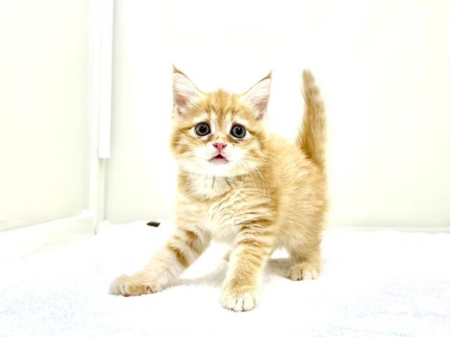 マンチカン435の写真4