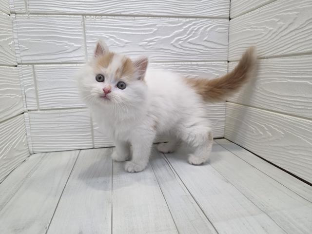 スコティッシュフォールドの写真2