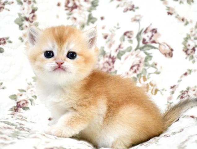 ブリティッシュショートヘア