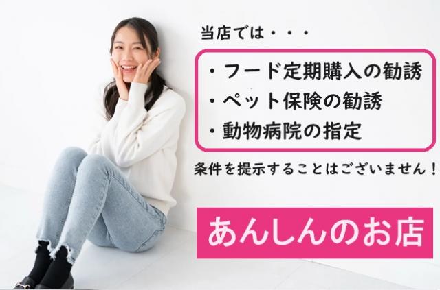 サイベリアン💕猫アレルギー有る方にお勧め猫種💕の写真5