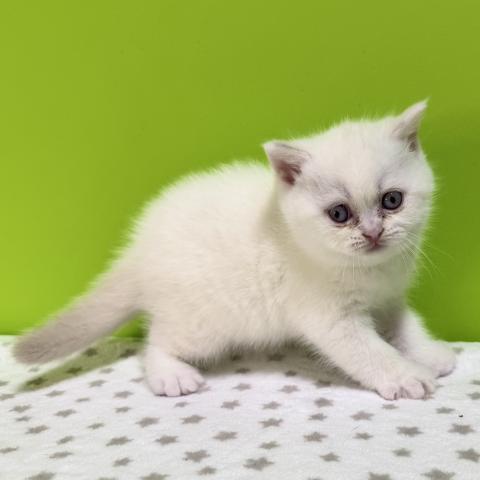 ブリティッシュショートヘア