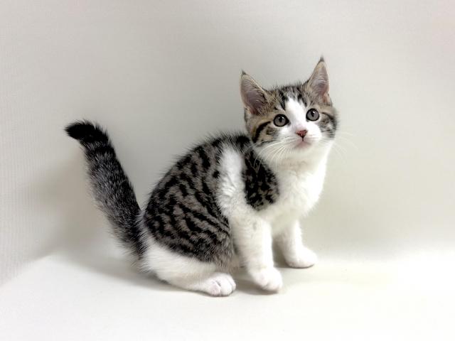 スコティッシュフォールド和柄の猫ちゃんです💕の写真2