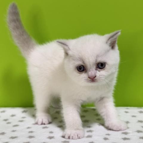 ブリティッシュショートヘア