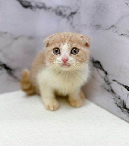 スコティッシュフォールドの写真3