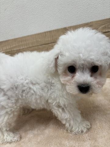 ビションフリーゼの写真2