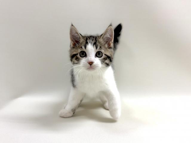 スコティッシュフォールド和柄の猫ちゃんです💕の写真3