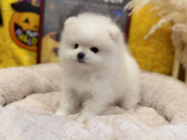 ポメラニアンの写真5