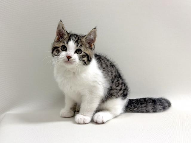 スコティッシュフォールド和柄の猫ちゃんです💕の写真4