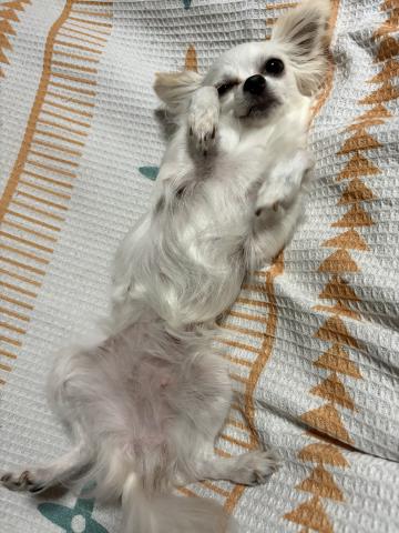 Happiness Tail