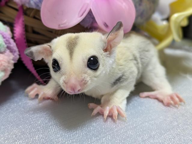 フクロモモンガ プラチナモザイクヘテロリュウシヘテロクリミノの写真2