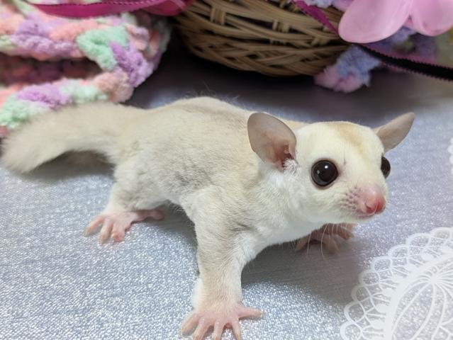 フクロモモンガ クリミノの写真3