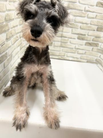 ミニチュアシュナウザー