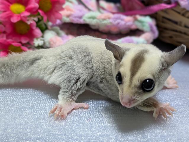フクロモモンガ プラチナヘテロリューシ（ストロベリノ直子）の写真5