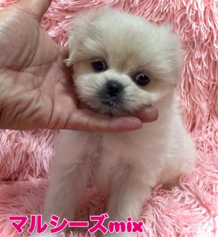 MIX【ハロウィンSALE開催中】マルシーズmix犬✨お顔はシーズー毛並みは真っ白マルチーズの可愛い子💕おトイレを完璧に覚えた賢い子✨お問い合わせ17件入ってます✨の写真2