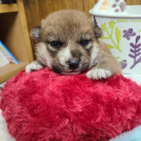 柴犬の写真3
