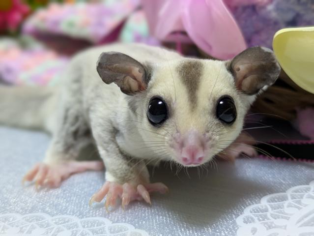 フクロモモンガ プラチナヘテロリューシ（ストロベリノ直子）の写真2