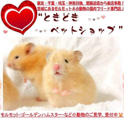 ハムスター ゴールデンハムスター(キンクマ、長毛&サテン)の写真2