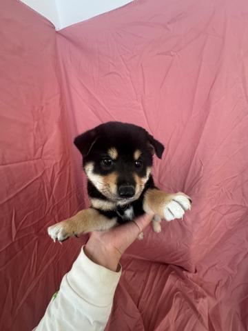 柴犬3.3kg成犬時予想小さい豆柴✨