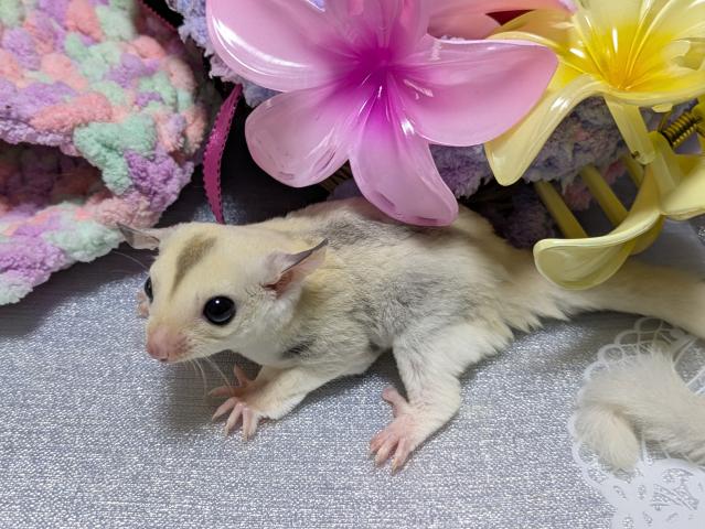 フクロモモンガ プラチナモザイクヘテロリュウシヘテロクリミノの写真3