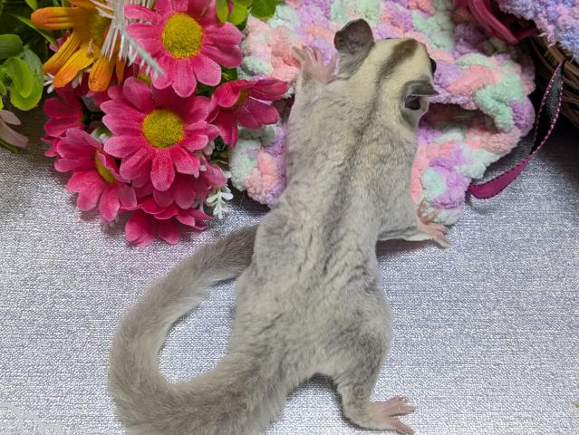 フクロモモンガ プラチナヘテロリューシ（ストロベリノ直子）の写真4