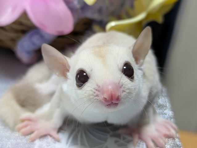 フクロモモンガ クリミノの写真2