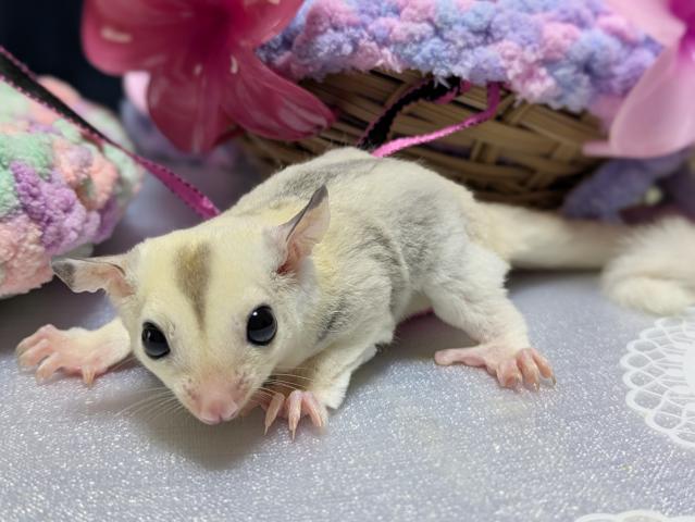 フクロモモンガ プラチナモザイクヘテロリュウシヘテロクリミノの写真4
