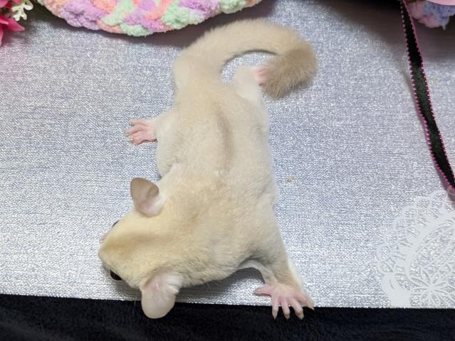 フクロモモンガ クリミノの写真5