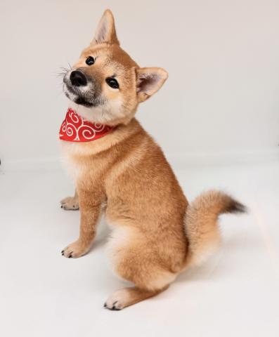 柴犬の写真2