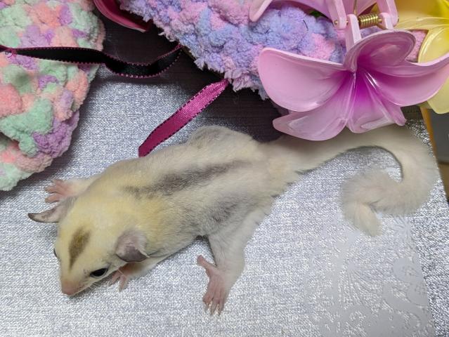 フクロモモンガ プラチナモザイクヘテロリュウシヘテロクリミノの写真5