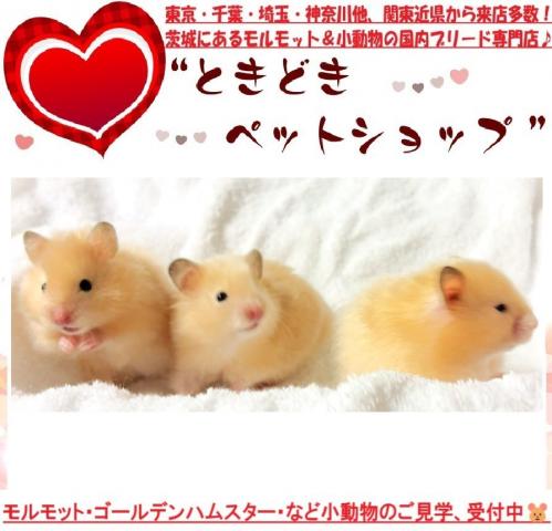 ハムスター ゴールデンハムスター(キンクマ、長毛&サテン)の写真4