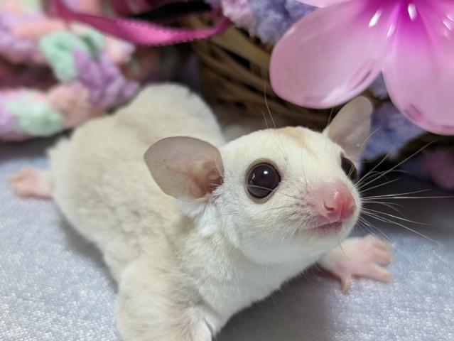 フクロモモンガ クリミノの写真2