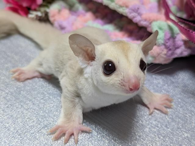 フクロモモンガ クリミノの写真6