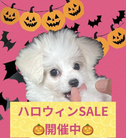 MIX【ハロウィンSALE開催中】タイニーサイズ確定のポメプーくん🎃おトイレを完璧に覚えた賢い子🎃お問い合わせ28件入ってます✨
