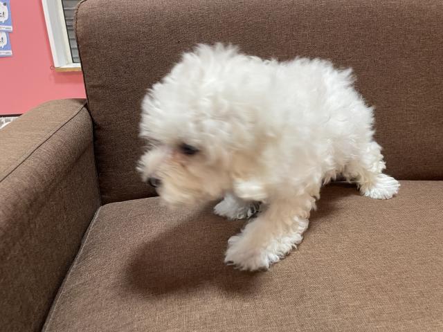 MIX【ハロウィンSALE開催中】マルプーmix犬🎃お問い合わせ0件入ってます✨の写真2