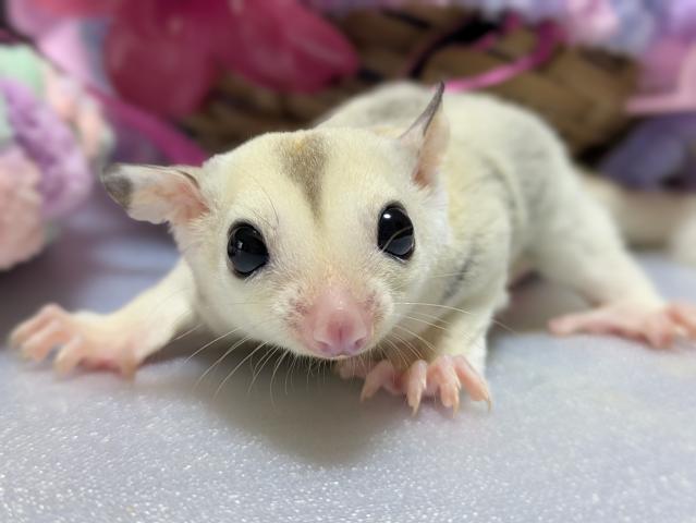 フクロモモンガ プラチナモザイクヘテロリュウシヘテロクリミノ