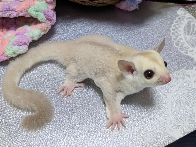 フクロモモンガ クリミノの写真4