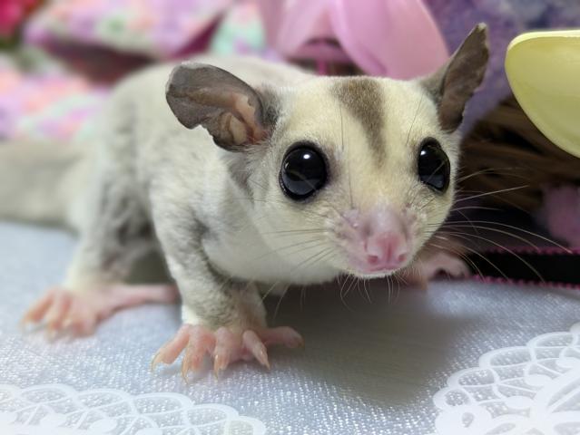 フクロモモンガ プラチナヘテロリューシ（ストロベリノ直子）
