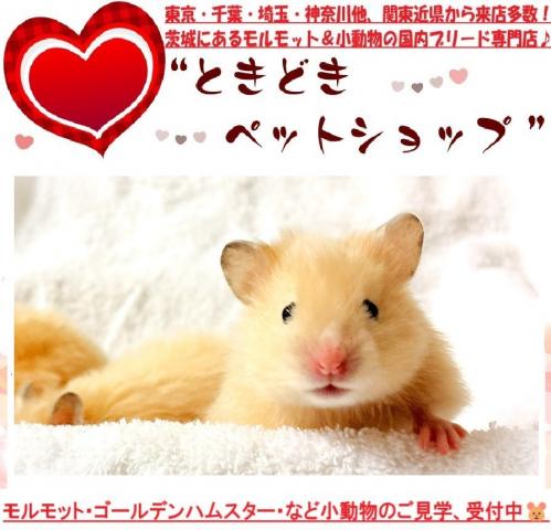 ハムスター ゴールデンハムスター（キンクマ、長毛＆サテン）
